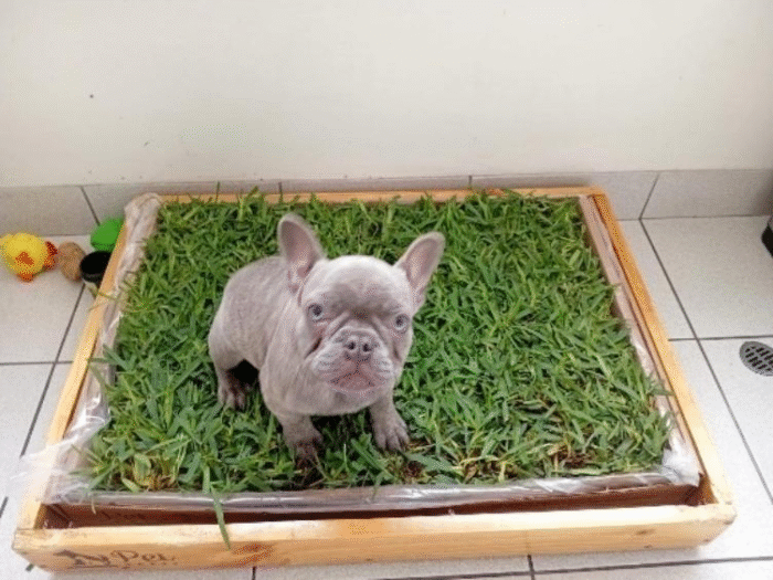 Pack PET GRASS BOX Standard