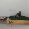 Pack PET GRASS BOX Standard
