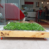 Pack PET GRASS BOX Standard con ruedas