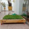 Pack PET GRASS BOX Standard con ruedas