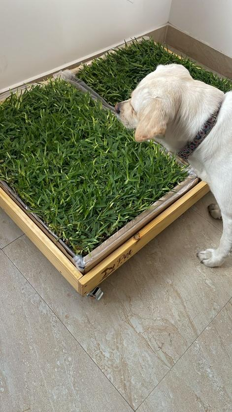 75018dcd-31a1-49b6-afb7-6dd148421039 PACK PET GRASS BOX doble standard