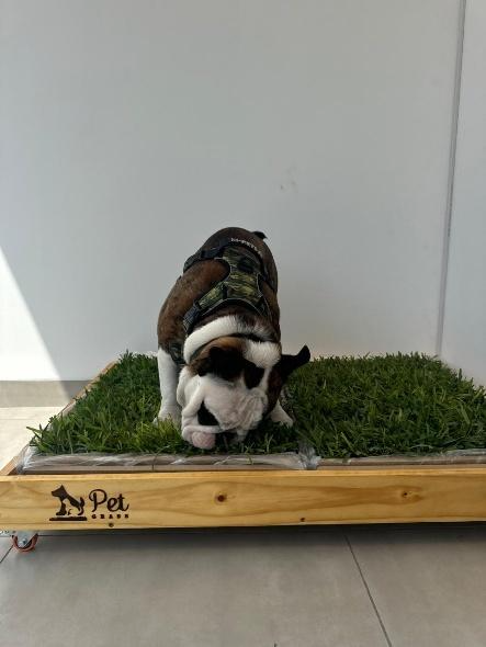 975f7ea2-6c9a-42fb-8f2d-c6b47f6edfc1 PACK PET GRASS BOX doble standard