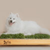 DSC07872edit PACK PET GRASS BOX doble standard