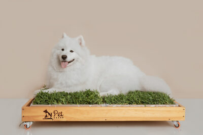 DSC07872edit PACK PET GRASS BOX doble standard