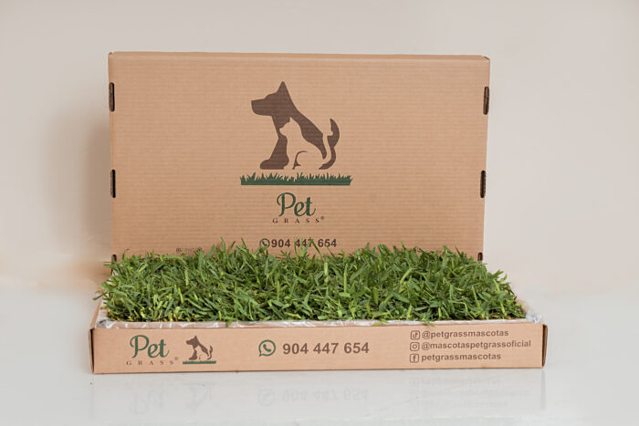 DSC07984edit PET GRASS Standard