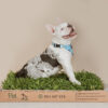 DSC08069edit PET GRASS Standard