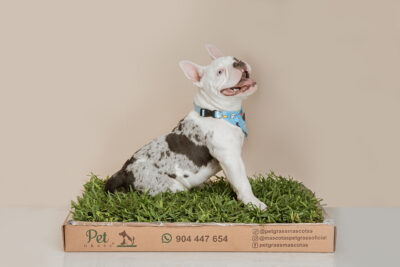 DSC08069edit PET GRASS Standard