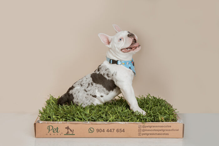 DSC08069edit PET GRASS Standard