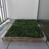 PET GRASS Standard