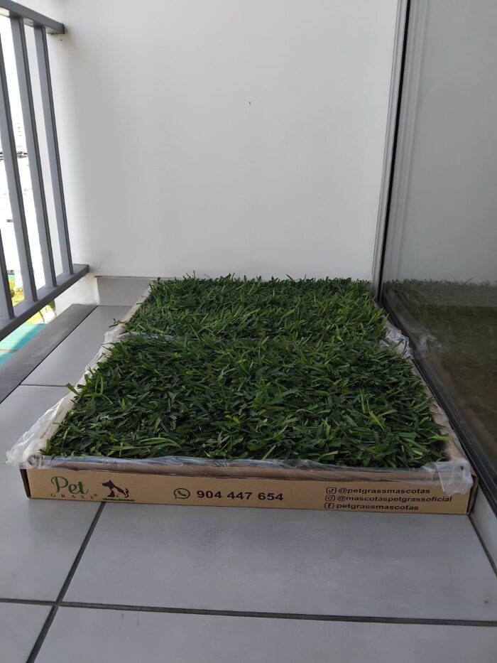 PET GRASS Standard