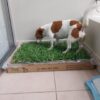 PET GRASS Standard