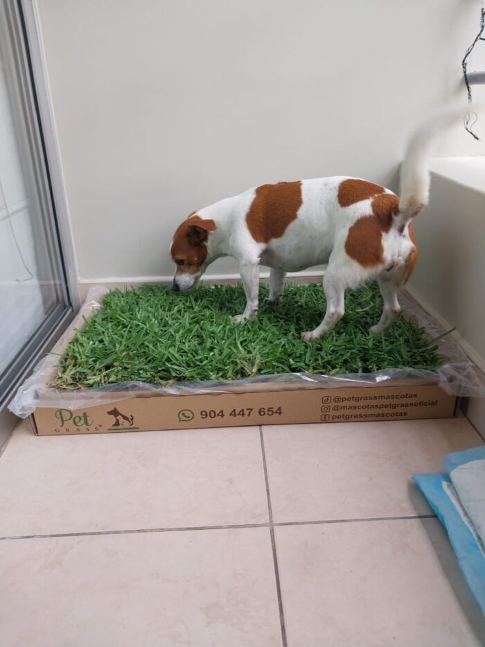 PET GRASS Standard