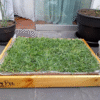 Pack PET GRASS BOX Standard