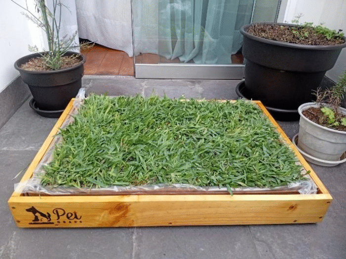 Pack PET GRASS BOX Standard