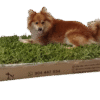 PET GRASS Standard