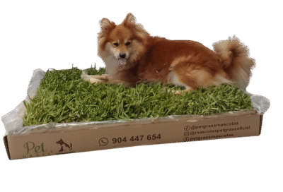 f0ee4727-b442-4534-b520-5504f6a1b5fb PET GRASS Standard